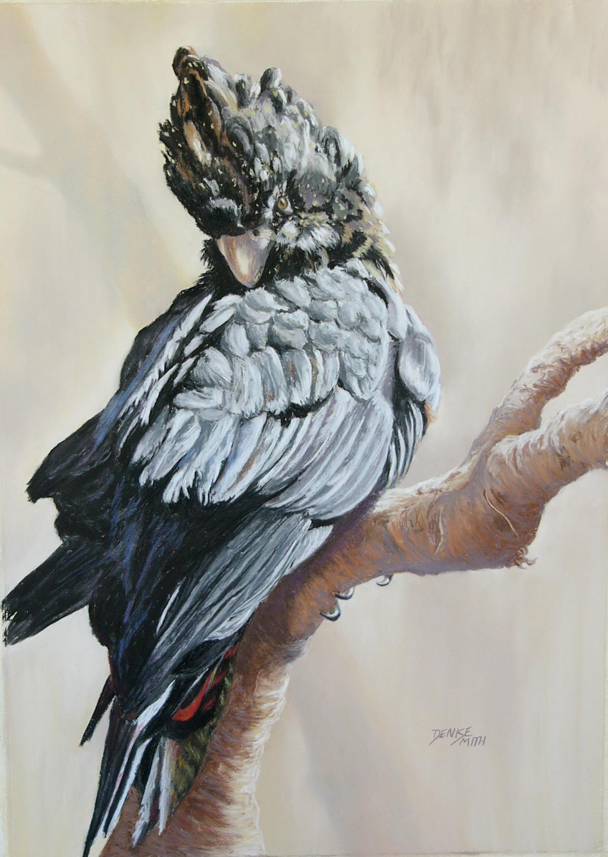 Red Tailed Black Cockatoo Pastel Denise Smith Denise Smith Wildlife